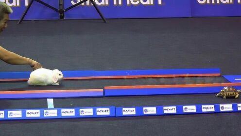 智能机猎兔比赛视频,技术与速度的交响