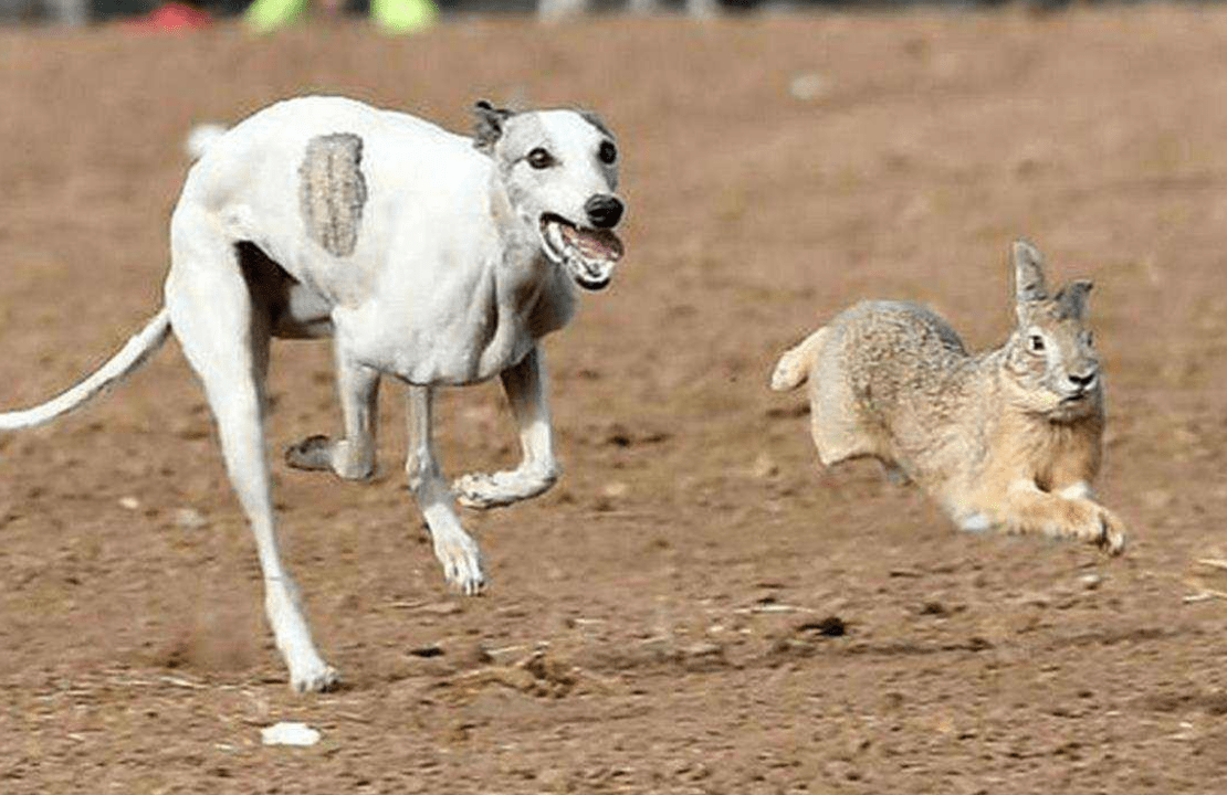 智能机猎兔比赛视频,技术与速度的交响