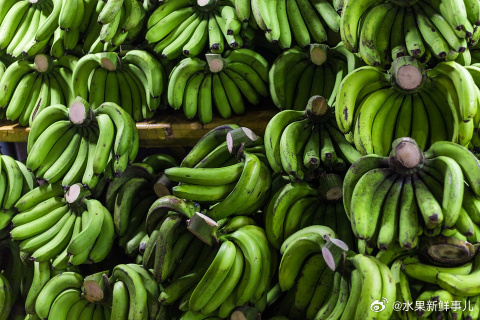 大香蕉最新,探索香蕉产业的最新动态与发展趋势