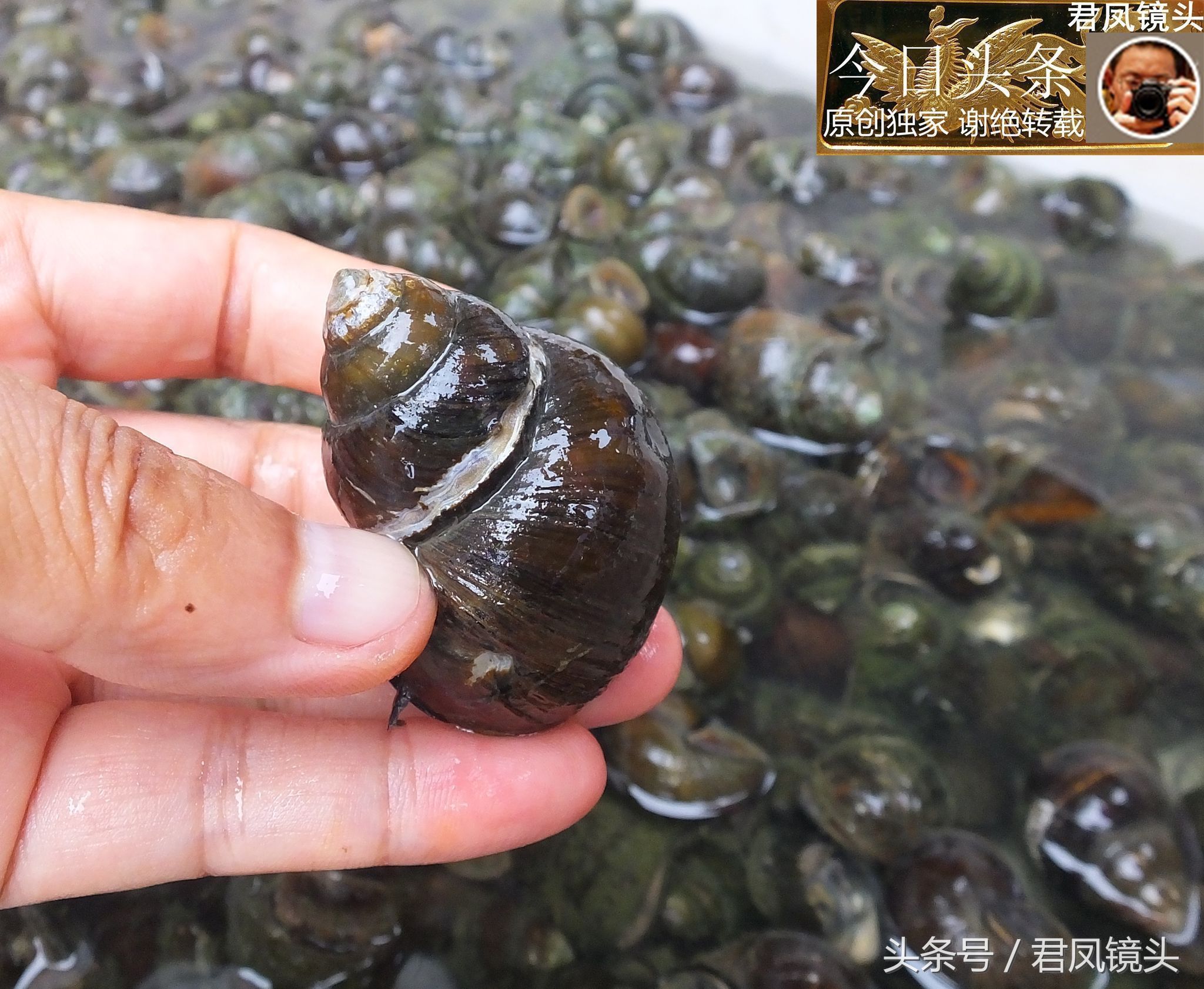 田螺销售市场的奇妙旅程