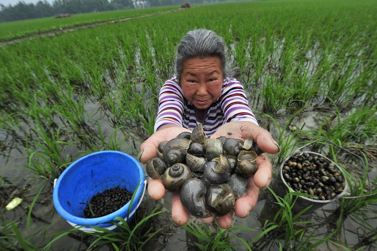 田螺销售市场的奇妙旅程