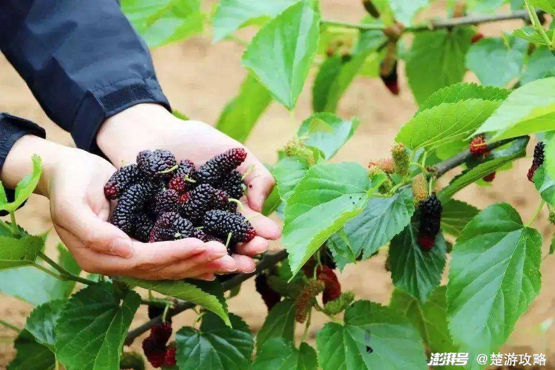 🍀桑葚几月份上市?吃货们快来了解桑葚的季节🍃