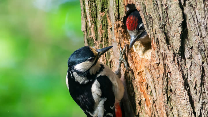 啄木鸟最新资源,探索与解析