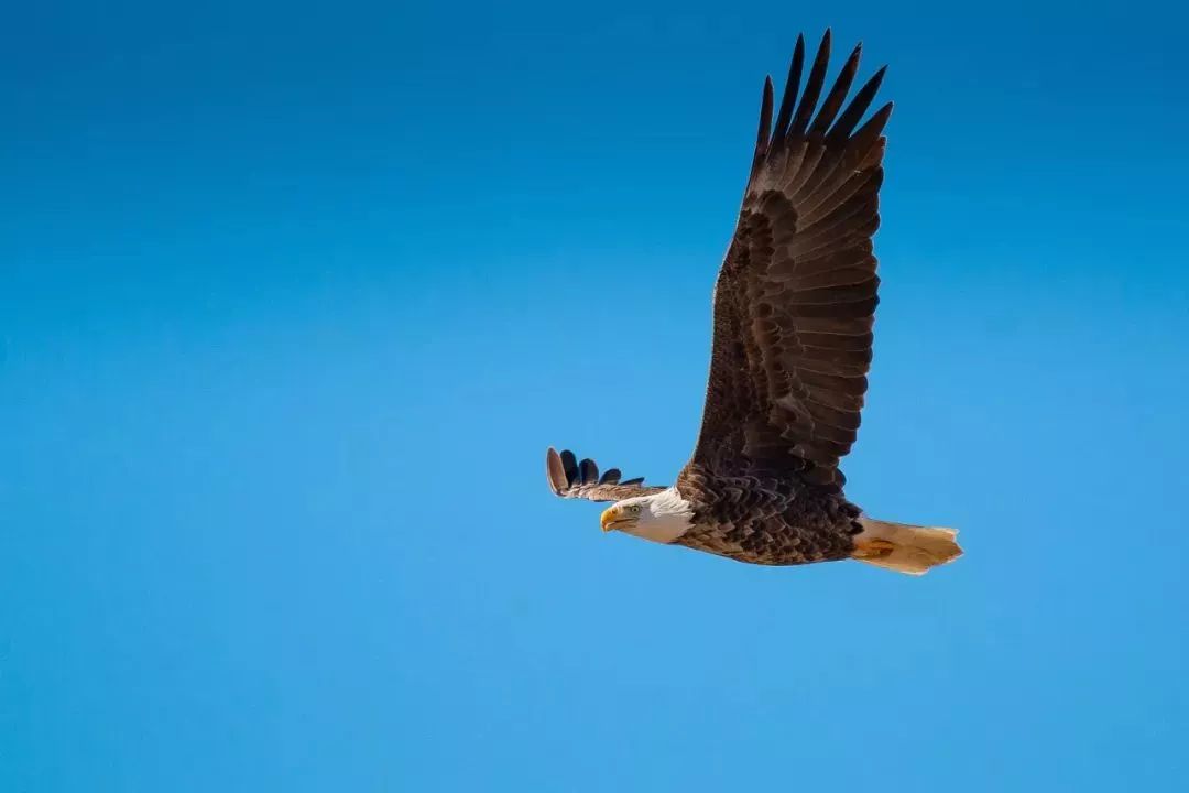 老鹰最新资源,翱翔在知识的海洋,自信与成就并存