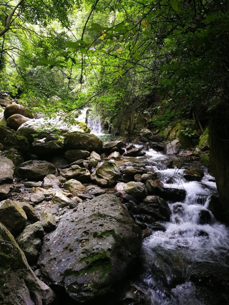 神龙架最新,探索自然奥秘,领略生态魅力