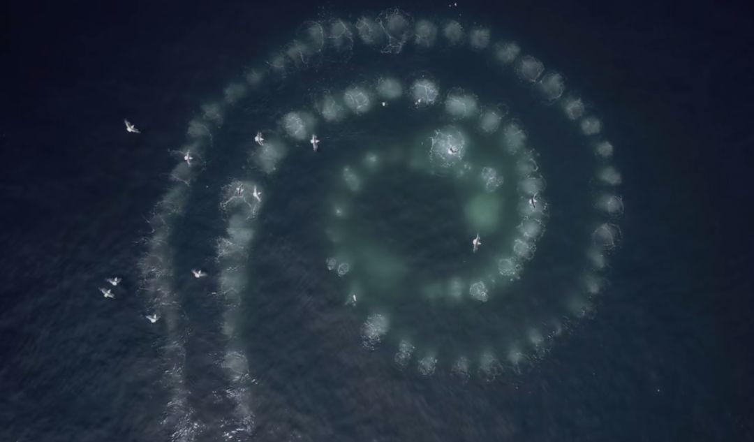 最新虾价,一场探索自然美景的旅行,寻找内心的平静与喜悦