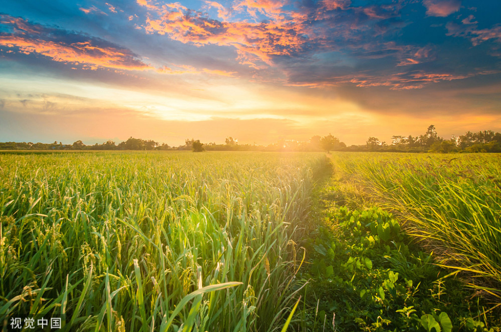 最新草草发,背景、重要事件与地位的深度剖析