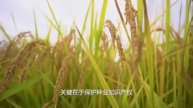 最新草草发,背景、重要事件与地位的深度剖析