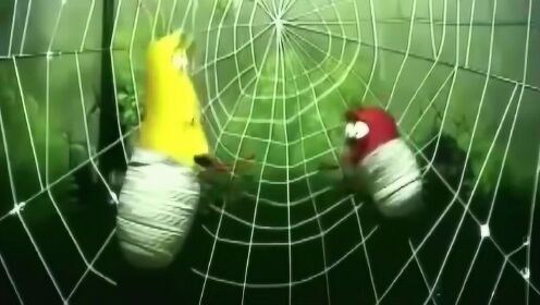 最新网子的奇妙日常