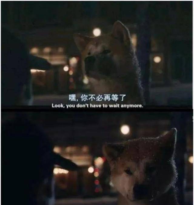 犬公主最新,小巷中的隐秘宝藏