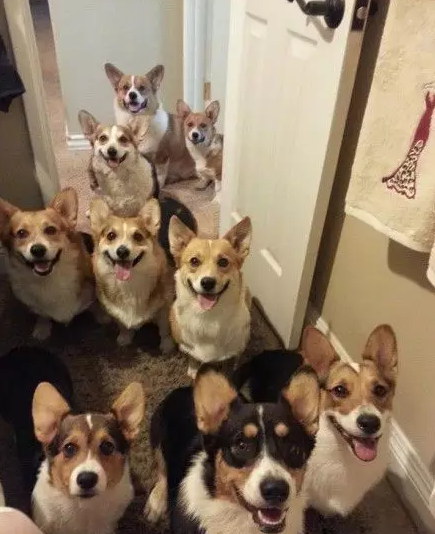 犬公主最新,小巷中的隐秘宝藏