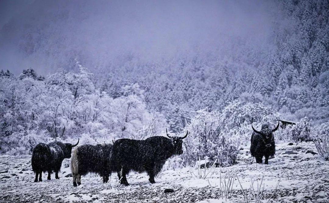 最新旅游群,带你探索未知的世界!✨