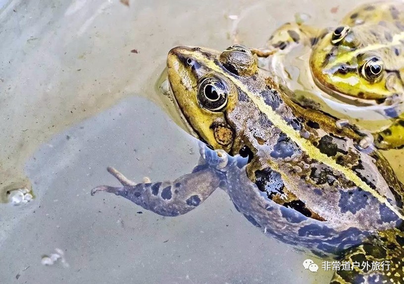 青蛙最新ID,一场自然美景的探索之旅,寻找内心的平和与喜悦