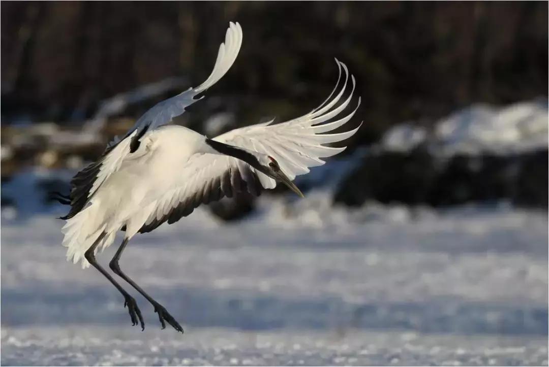 最新评定烈士的温馨日常