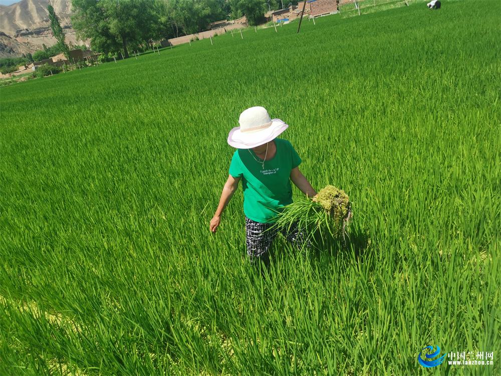 最新水稻苗——科技重塑农业,绿色革命的先锋