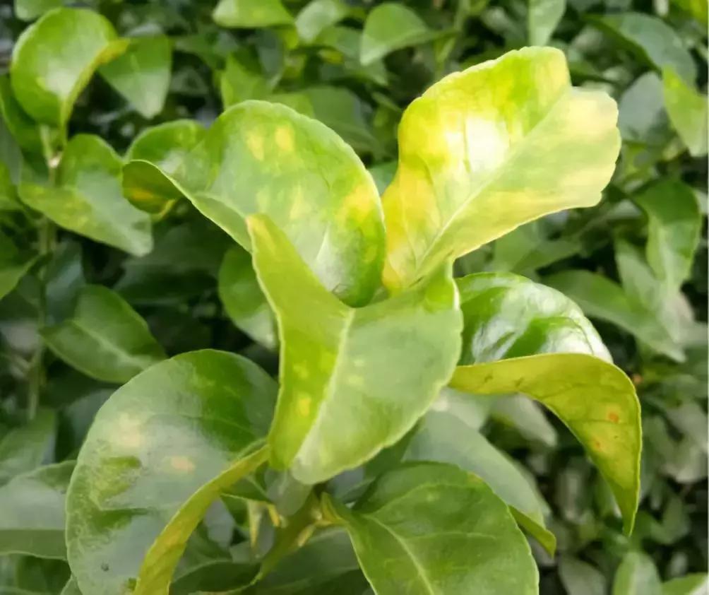 柑桔最新排名,探寻柑橘界的翘楚