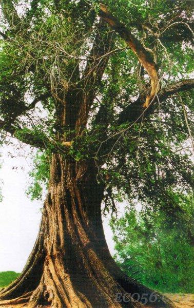 榆树最新报价，时代的见证与地位的彰显