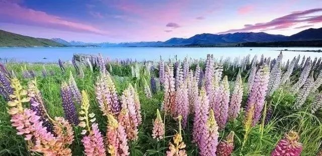 最新世鱼塘,一场与自然美景的邂逅,寻找内心平静的旅程