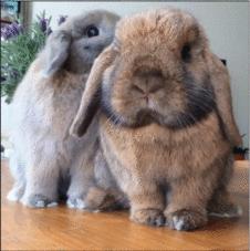 兔最新称呼，萌宠时代的兔子新语