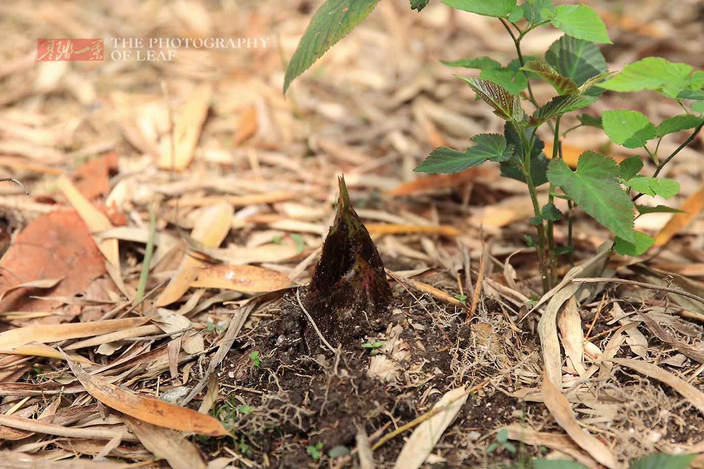最新挖毛笋🌱,竹笋大发现!🎉