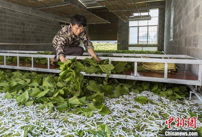 澳门最精准正最精准龙门蚕,广泛方法解析说明_科研版57.87