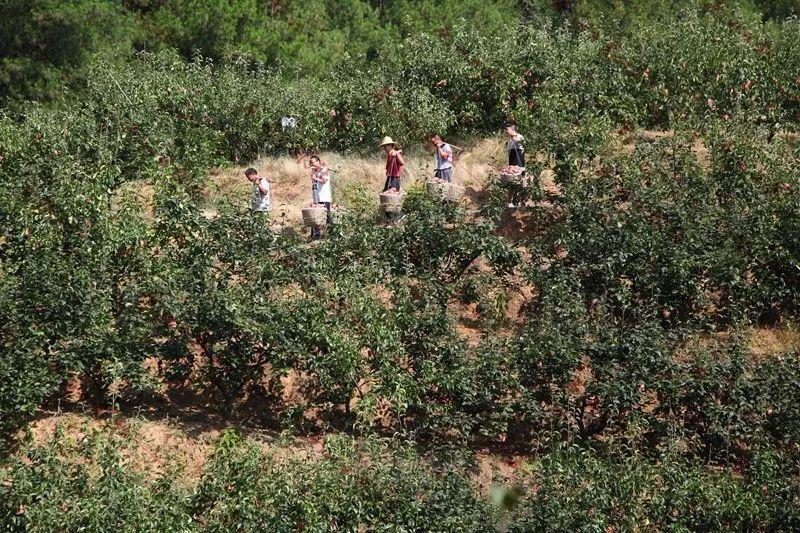 南川最新交通规划,详细步骤指南