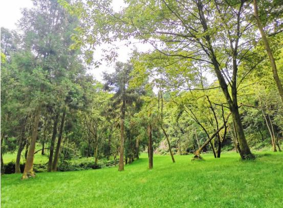 南川最新交通规划,详细步骤指南