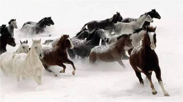 澳门今晚开特马四不像图,安全设计解析策略_至高RID390.27