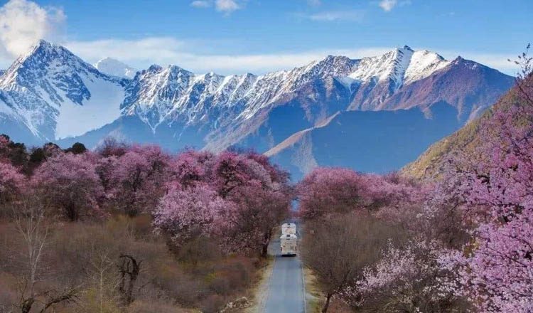 桃琪琪直播，自然美景之旅，探寻内心平和与宁静的旅程