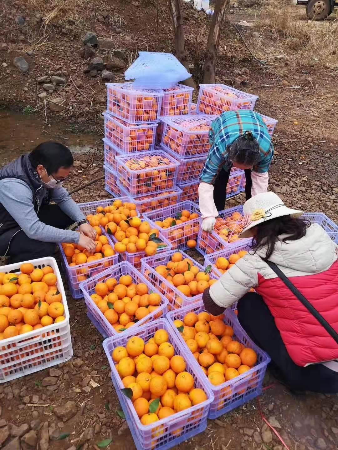 湖北土豆价格最新行情与土豆情缘