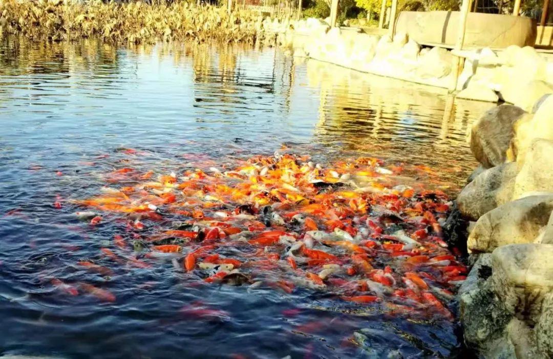 最新的游乐场游玩全攻略,如何玩转游乐场?