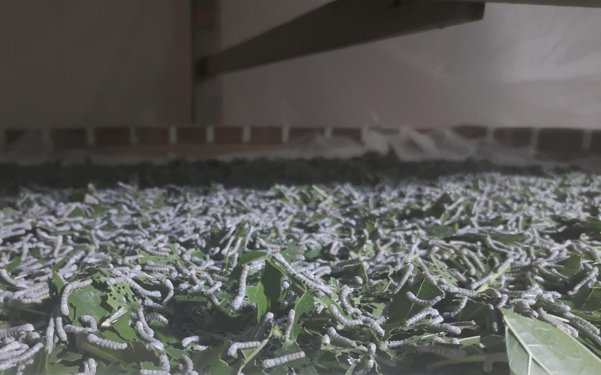 澳门最精准正最精准龙门蚕,精准分析实践_社交版28.666