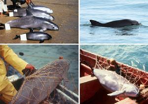 最新渔网技术,革新海洋捕捞业的关键力量